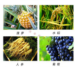 Tongrui Biological 920 Регулятор роста растений Шанхай 18 -й фабрика 3%лиомальная цимокальная кислота Сельскохозяйственная капитал 25G