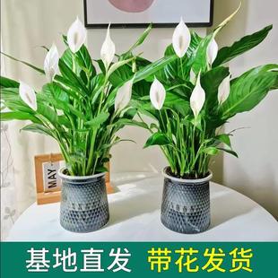 һ���L�����ˮ��ֲ���k���҃ȾGֲ�t���ļ��_�����B����������