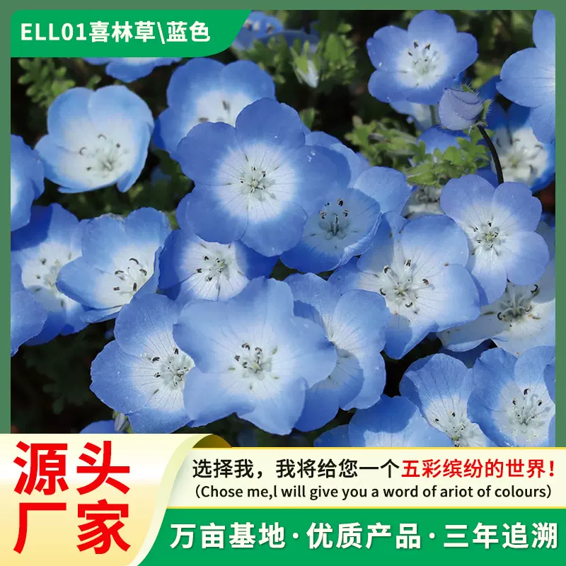 批发生产花圃绿化粉蝶花幌菊喜林草观赏花卉种子景观花卉种子新品