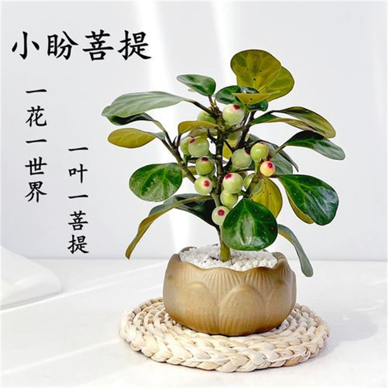 Xiaopan Бодхи дерево в горшке с фруктами Крытый цветок Офис Зеленое растение бонсай гостиная дзен украшение дзен хорошо кормить