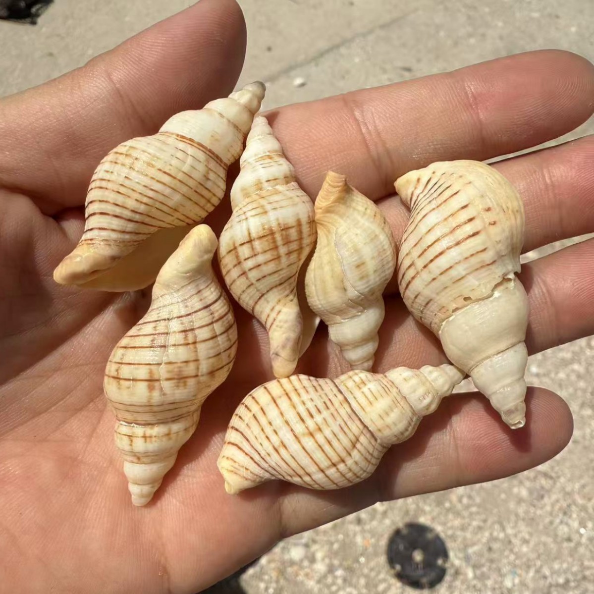 Concha Daquan natural con cera de pescado, materiales decorativos mediterráneos DIY al por mayor