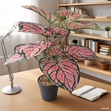 �羳TEMU�Gֲ����󱱚W�L����辰�Ҿӿ͏d�b�c�ٻ���c����