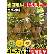 JҘ繫ĸͬ޽ܛϱNֲͥԺY