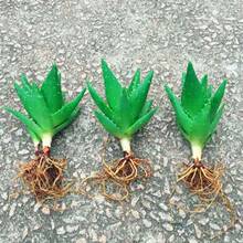 不夜城芦荟盆栽阳台办公室不夜城芦荟新款懒人多肉仙人掌清新空气