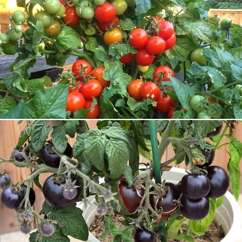 3 dwarf red + dwarf black trees each