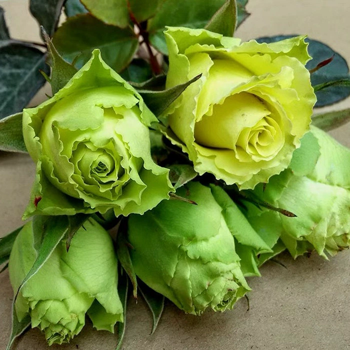 Дропшиппинг рассады Lingbo среднего размера в горшках, цветов, термостойких розовых рассады, зеленых растений и цветов, роз для балкона и двора.