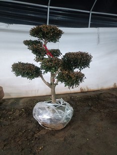 �����S�����ͥԺ�e���G��ֲ�ﾰ�^�^�~�L�����ļ����������S���