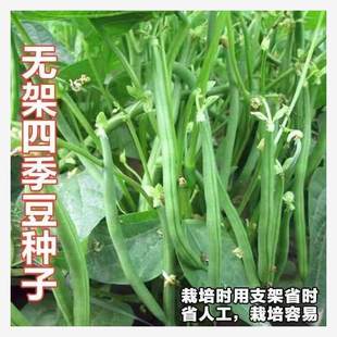 Early Maturing Ground Bean Seeds, Frameless Bean Seeds, Green Bean Seeds, Dwarf Bean Seeds, No Need for Scaffolding, Dwarf Bean Seeds