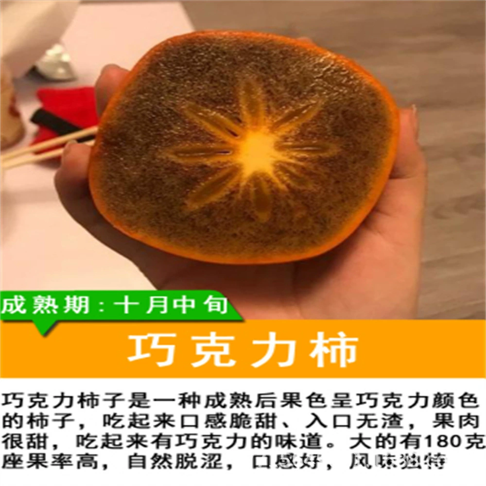 Фруктовый сладкий саженец хурмы Шоколадная хурма Янфэн хрустящий сладкий саженец хурмы Оптом Большая Осенняя хурма дерево готово к употреблению