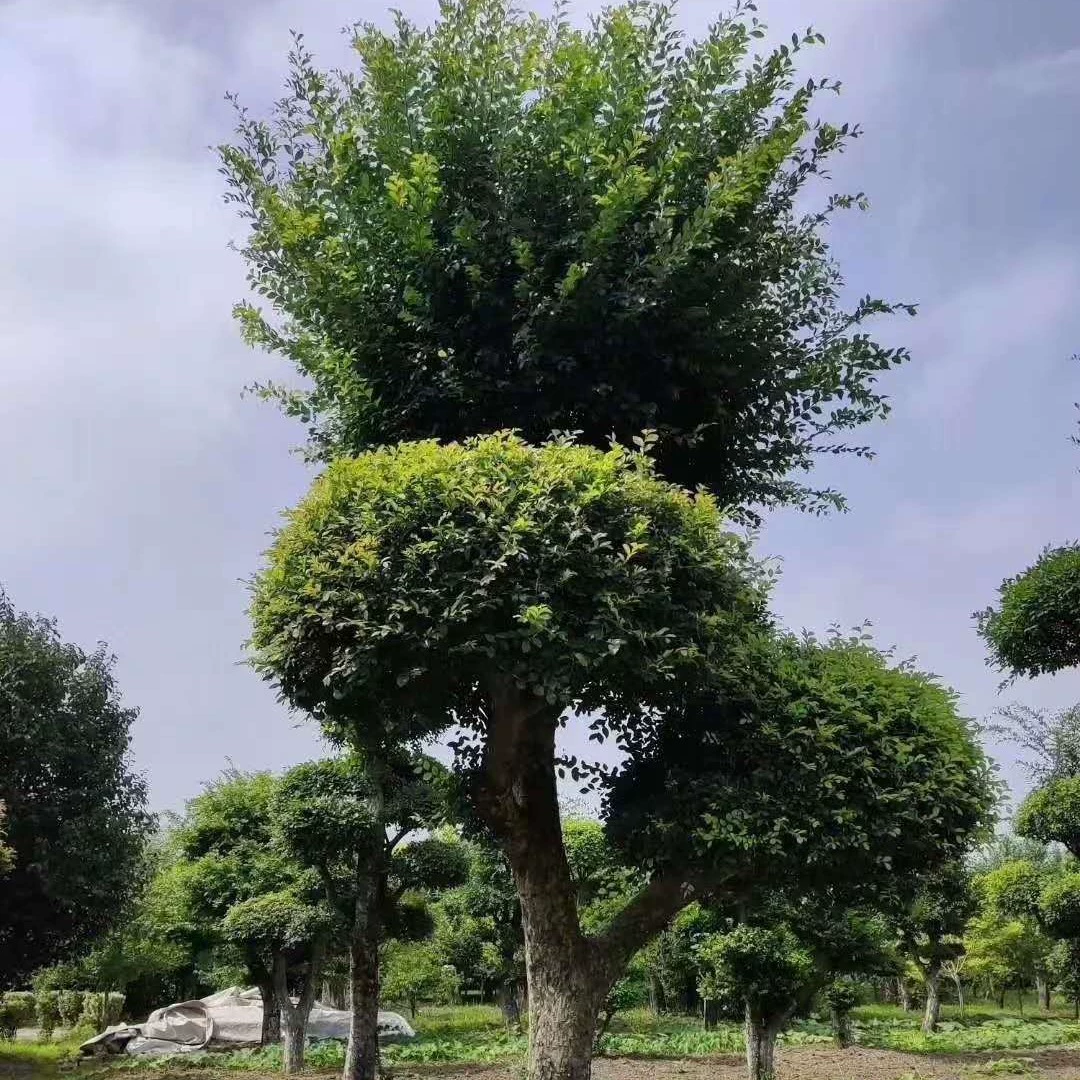 Большой запас формованного вяза, мелколистного вяза, вяза в форме бонсай, художественного вяза, вяза в форме Цзянси.