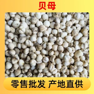 04 Bean Fritillaria розничная оптовая торговля Fritillaria 500G Spot Fritillaria Direct Supply из источника