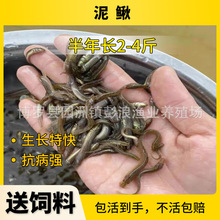 ���l̨�����q�� ���qˮ���� ���q���� �̓r����3-5cm���q��