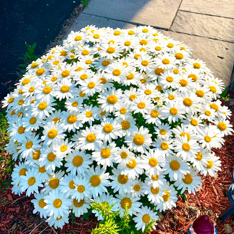 Pequeña margarita, semillas de flores, semillas de flores de manzanilla, siembra en cuatro estaciones, floración, plantación de flores en el balcón interior y exterior, plantación de flores en macetas