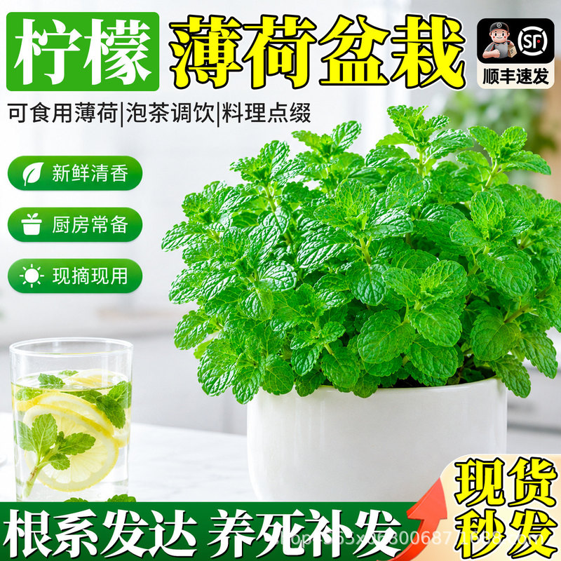 Lemon Mint Potted Plants, Edible Seedlings, Good for Mosquito Repellent in the Office, Easy to Grow, Hydroponic Spearmint Catnip Plants Lemon Mint Potted Plants, Edible Seedlings, Good for Mosquito Repellent in the Office, Easy to Grow, Hydroponic Spearmint Catnip Plants