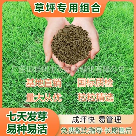 草种子;一二年生花卉;宿根花卉