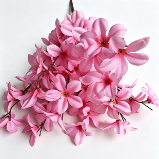 �羳�������m��5�Ǹ߼���̫�������ҾƵ��c��ꐷ������m�ٗl