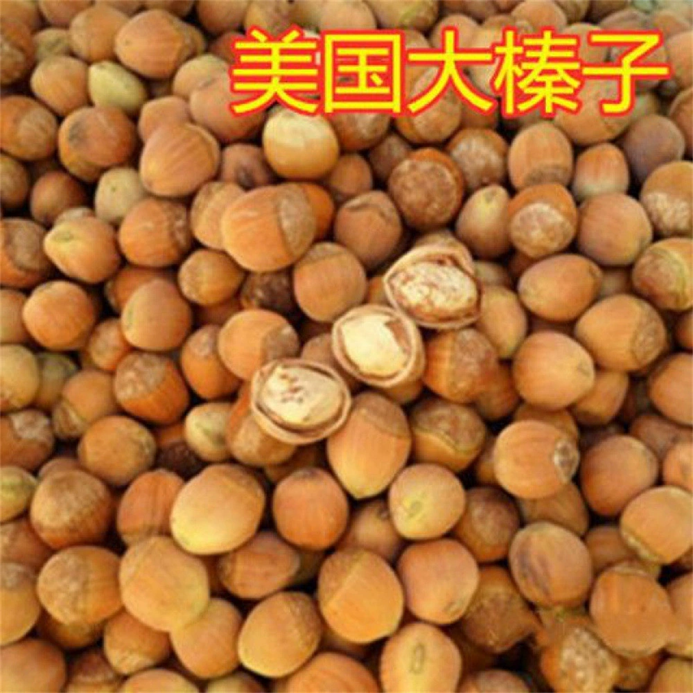 Орех Дерево Сеялка США Большой фундук Сеялка Дерево Liao Фундук Нефрит Пыль Плоская Европейская Посадка в горшках Северные Посадка Результаты года