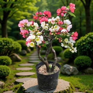 ���������l؛���L�۹��Ϙ������辰�҃����Դ��z�����L���ۺ��Ļ�