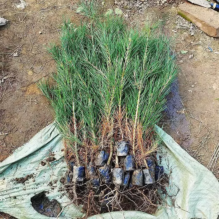 Саженец сосны белой коры Парк двор вилла декоративные саженцы Морозостойкое уличное дерево Озеленение инженерное дерево