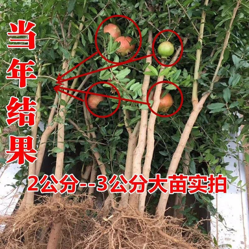 石榴树树苗突尼斯软籽石榴苗盆栽庭院果树特大带土无籽甜石榴树苗
