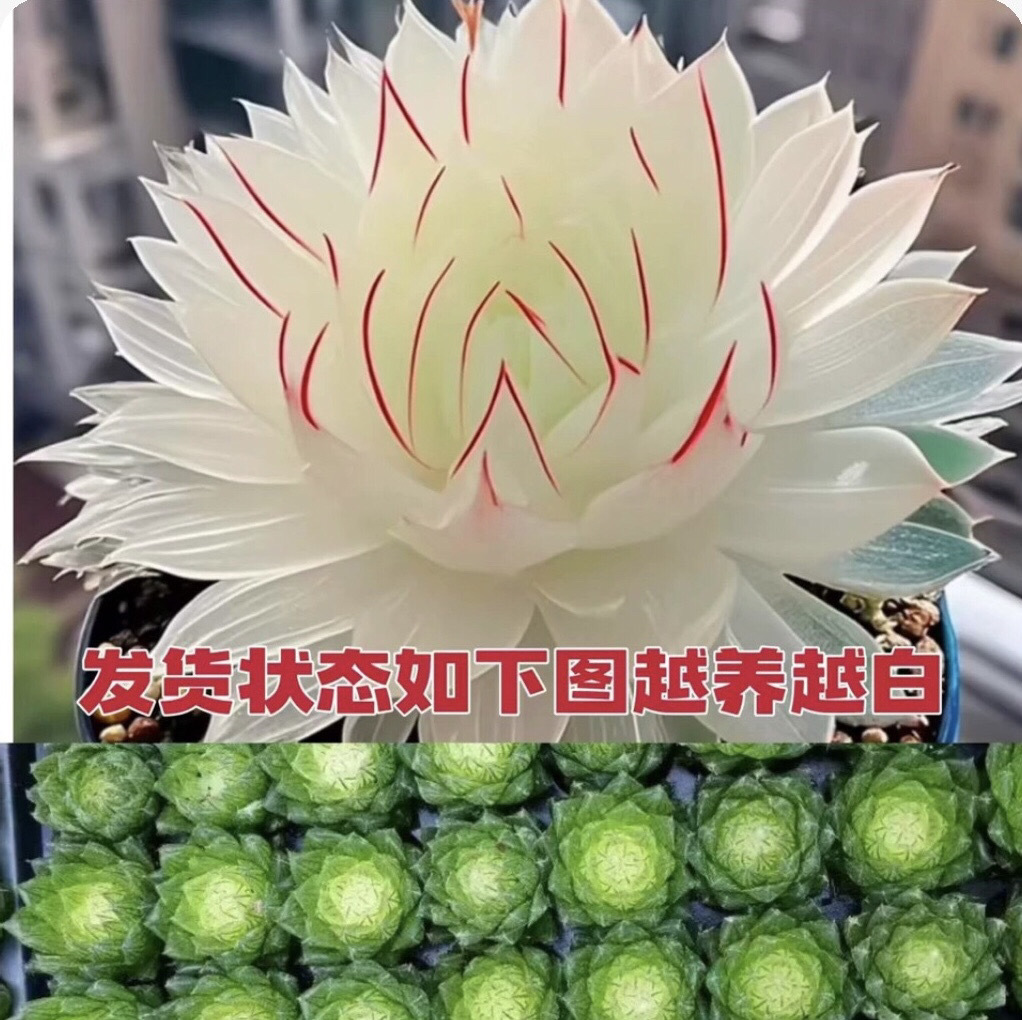 Nuevo producto Baizi Yulu combinación de plantas suculentas en maceta novatos buena carne de oficina balcón flores de la luz image 7