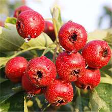 ɽ޽شɽ高箔YϱļNֲԹ