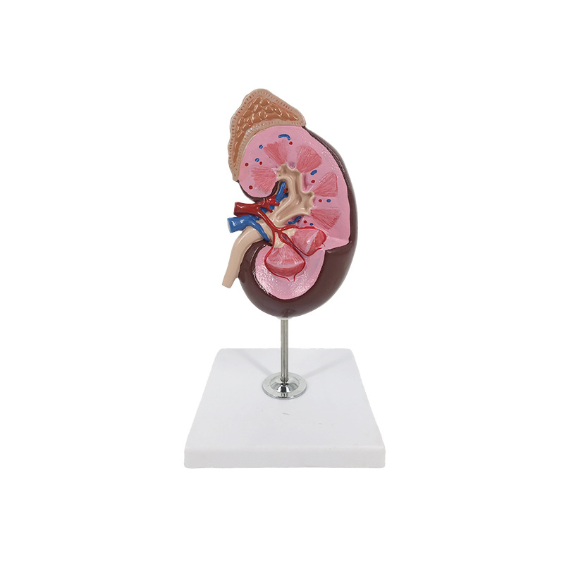 U022B kidney with adrenal glandular model