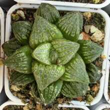 十二卷美人鱼寿Haworthia Mermaid 玉露玉扇万象多肉植物批发零售
