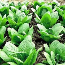 孔雀菜种子四季种生吃脆甜高营养直立生菜种子盆栽大田沙拉生菜