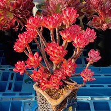 ����߶˶���t��ɏ����ֲ�����ֲ���҃����Զ���С�������F����