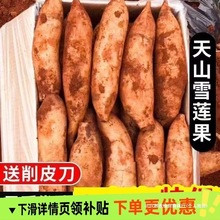 云南高原现脆挖果甜雪中当季新鲜水果雪莲果仙果天山雪莲现发2025