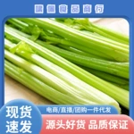 榨汁西芹新鲜大棵半叶西洋芹菜绿色蔬菜嫩心青菜香芹加冰现摘5斤
