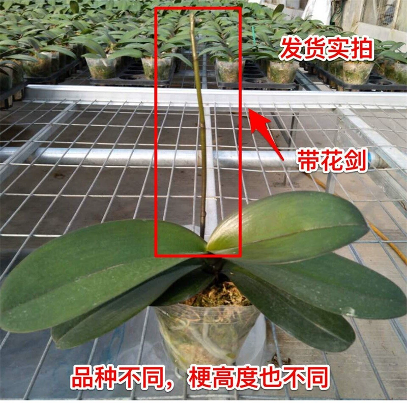 Фаленопсис Горшечное растение с цветочным мечом с цветочным бутоном Цветочная рассада Орхидея большая рассада гостиная комнатное растение цветы Four Seasons хорошо кормить