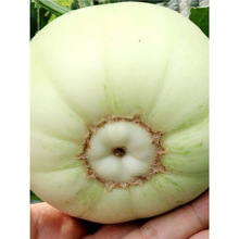 日本甜宝甜瓜种子薄皮香瓜种籽四季播种庭院盆栽农家瓜果蔬菜种子