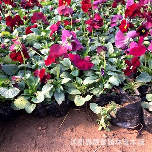 ��ɫ������ ���c�ݻ����l ����������ɫ�� �V���[������ɫ���ݻ�