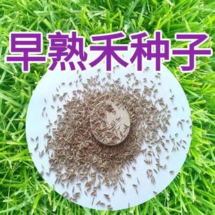 ���l�ļ�����Ѳ�ƺ�N������̲���ͥԺ���G���ݷN����̲����ͺ�