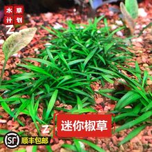 ���㽷���򽷲�ǰ��ˮ�����ˮ���~�o�������̼�~�ײݸ��쾰��ˮ