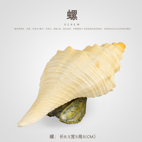 Children's solid simulated ocean animal toy model sea snail abalone conch bivalve cognitive gift fish tank decoration
