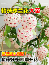 ���m�����������ԾGֲ���m���B���G�҃���༾�_����ֲ���������l