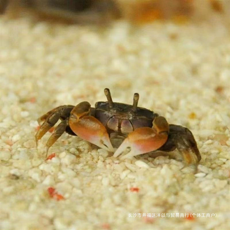 迷你辣椒蟹活体宠物螃蟹深水观赏蟹吃虫除藻淡水蟹鱼缸爬宠豆豆蟹