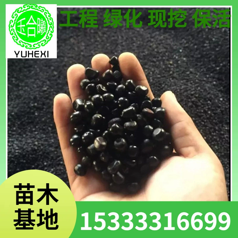 Оптовые поставки рассады масляного пионника, цветение и плодоношение в одном году, семена масляного пионника, Феникс Дан Цзябан, скидки на большие объемы