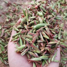 新茶 云南大雪山早春大树普洱茶紫芽苞香气好一斤起批芽孢小芽头