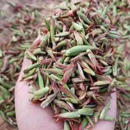 普洱茶;红茶;白茶