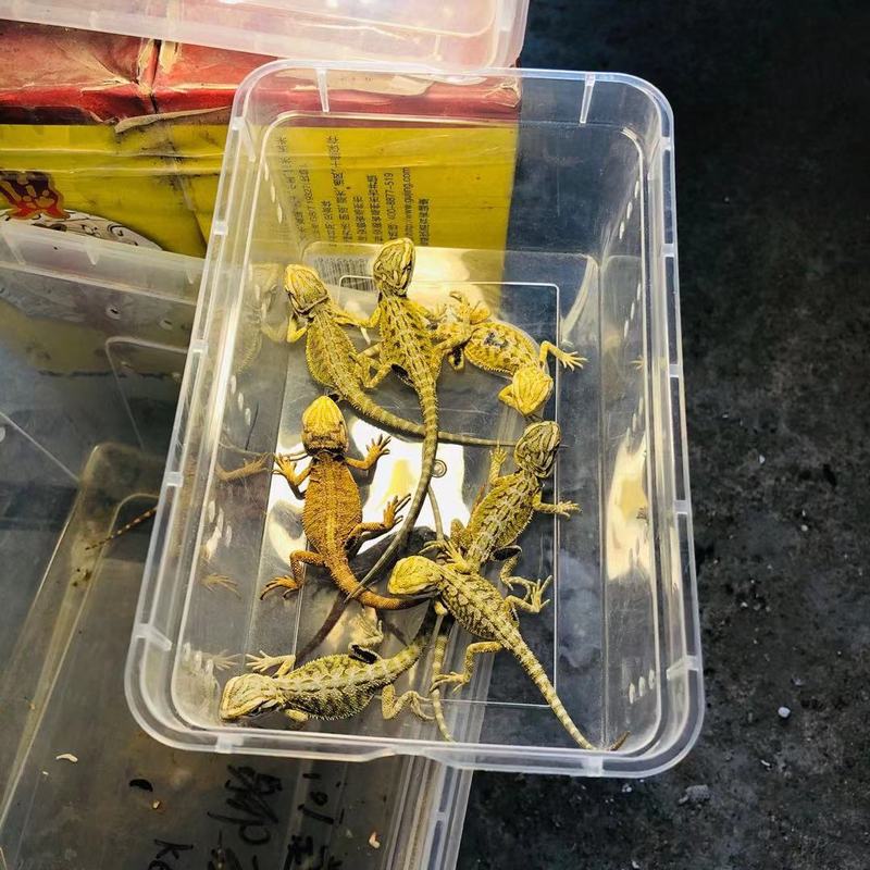 鬃狮蜥蜴活的宠物幼体入门级爬宠异宠温顺不咬人柑橘红系超白zero|undefined
