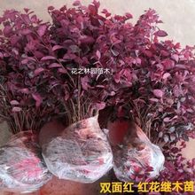 t^ľt~ʯS~ŮؑļֲͥԺe̾G