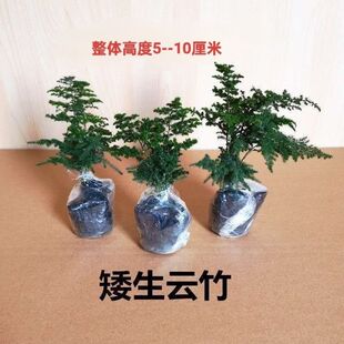 Tangshan Dwarf Cloud Bamboo, Asparagus, Cloud Pine Bamboo Rockery Bonsai, Desktop Small Potted Plants in the Office, Good for Growing Green Plants