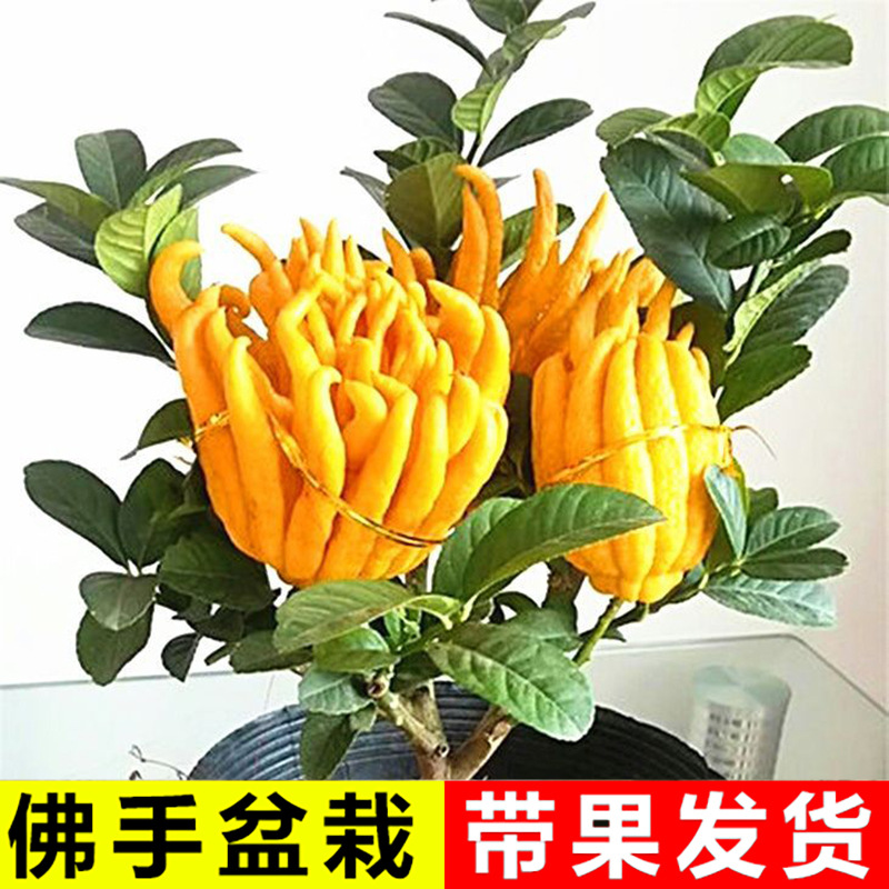 佛手树苗盆栽带果金华佛手柑盆景可食用植物阳台庭院花卉绿植好养-阿里巴巴
