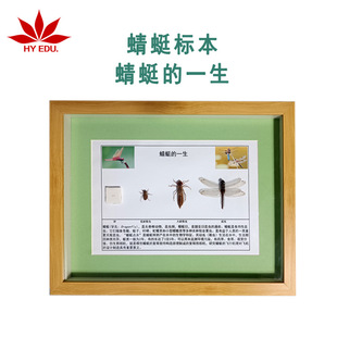 Dragonfly Life History Specimens Insects Real Insect Display Clear Complete Red Leaf Teaching Instrument