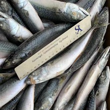船凍鯖魚 青花魚 青占魚 圍網 海鮮批發 市場銷售