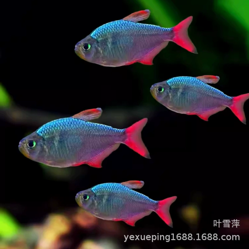 Колумбийский фэнтезийный фонарь тянет флаг живой тропический